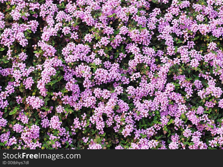 Many summer lilac flowers on a fence forming a beautiful pattern wall. Many summer lilac flowers on a fence forming a beautiful pattern wall.