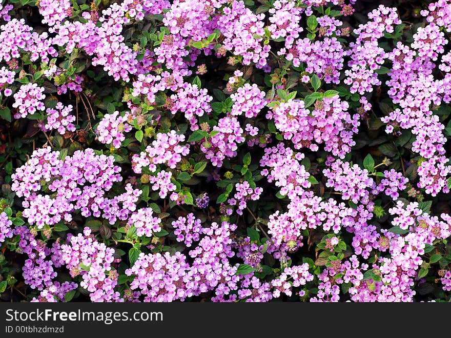 Fragrant spring flowers