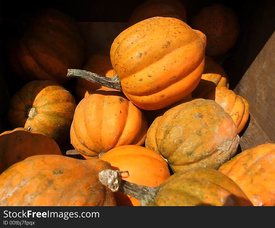 Summer Squash