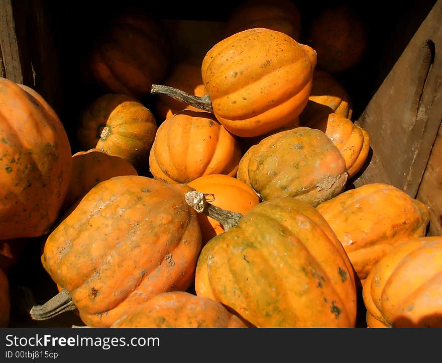 Summer Squash