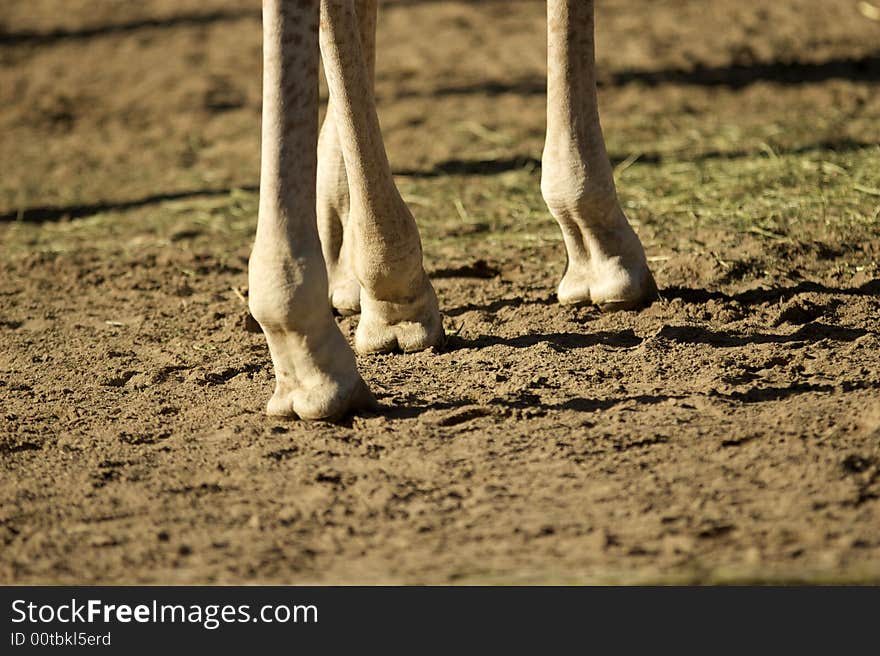 Foot giraffe at the zoo,koln.Germany.