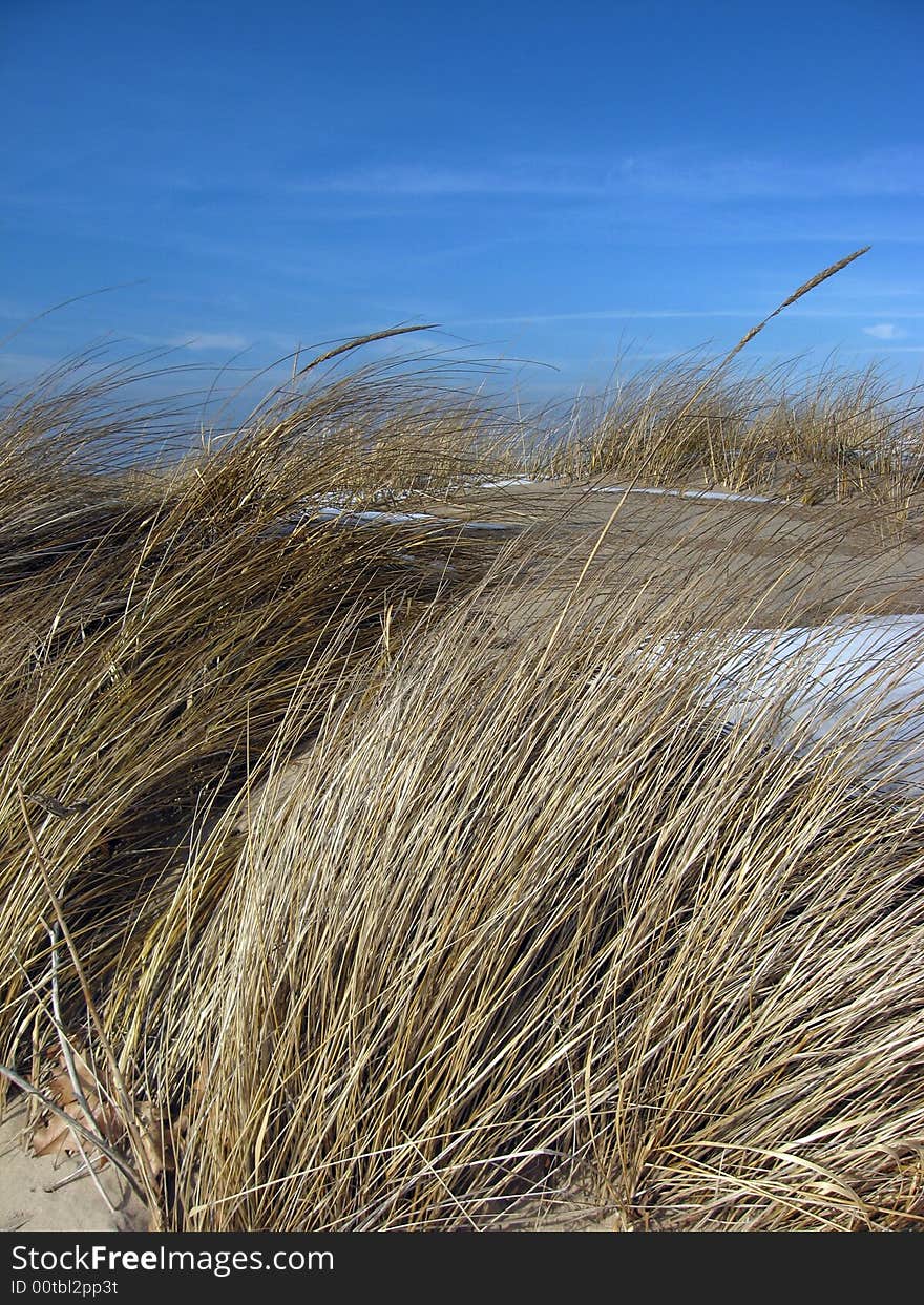 Along a Lake Michigan shoreline, these beach grasses blow in the winter wind. Along a Lake Michigan shoreline, these beach grasses blow in the winter wind.