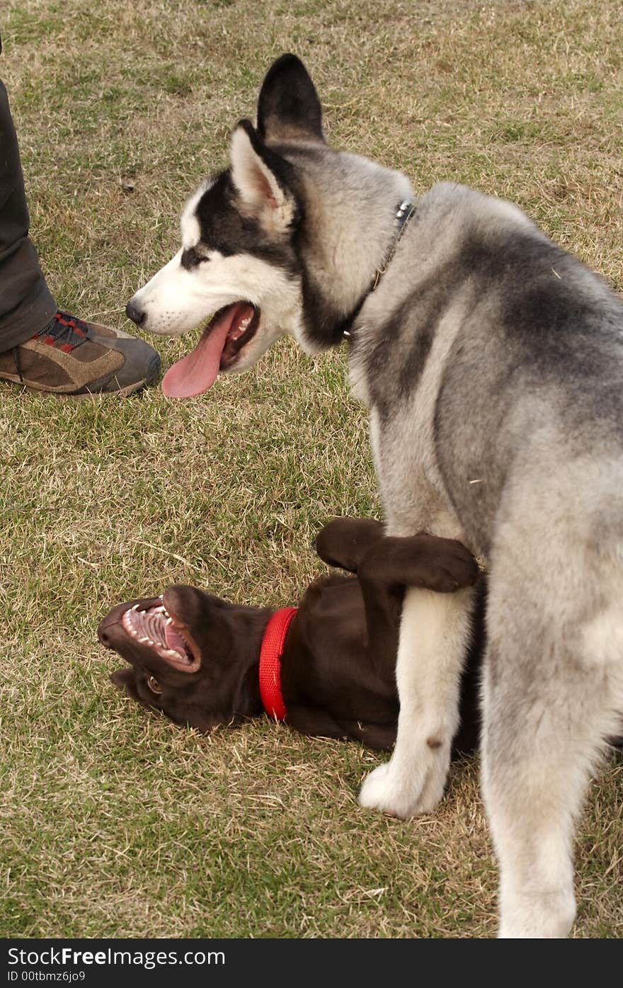 Siberian Husky