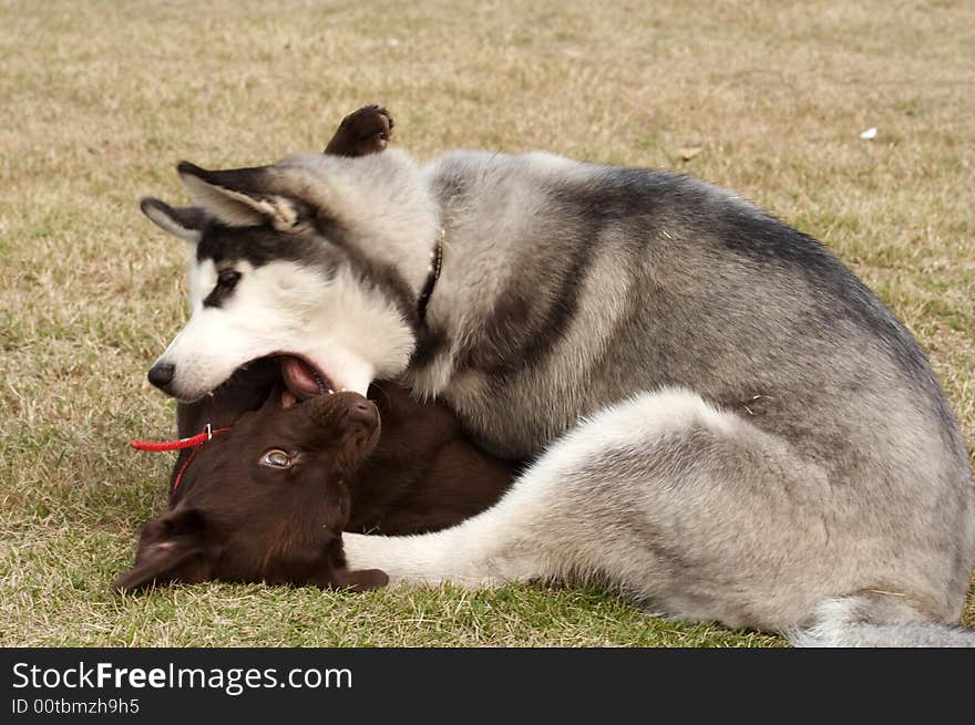 Siberian Husky