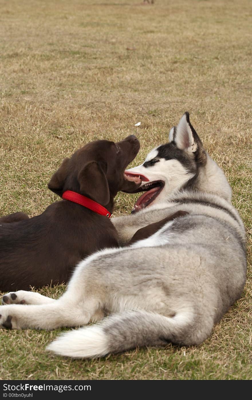 Siberian husky