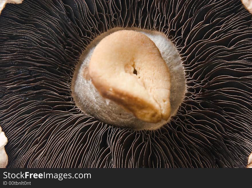 Close-up of a musroom stem and gills. Close-up of a musroom stem and gills