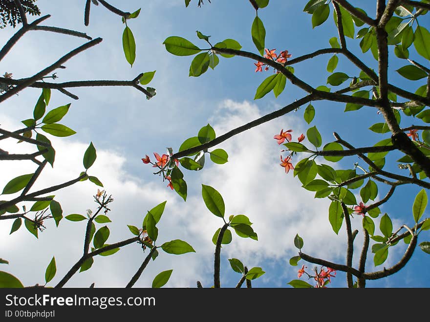 Frangipani Tree