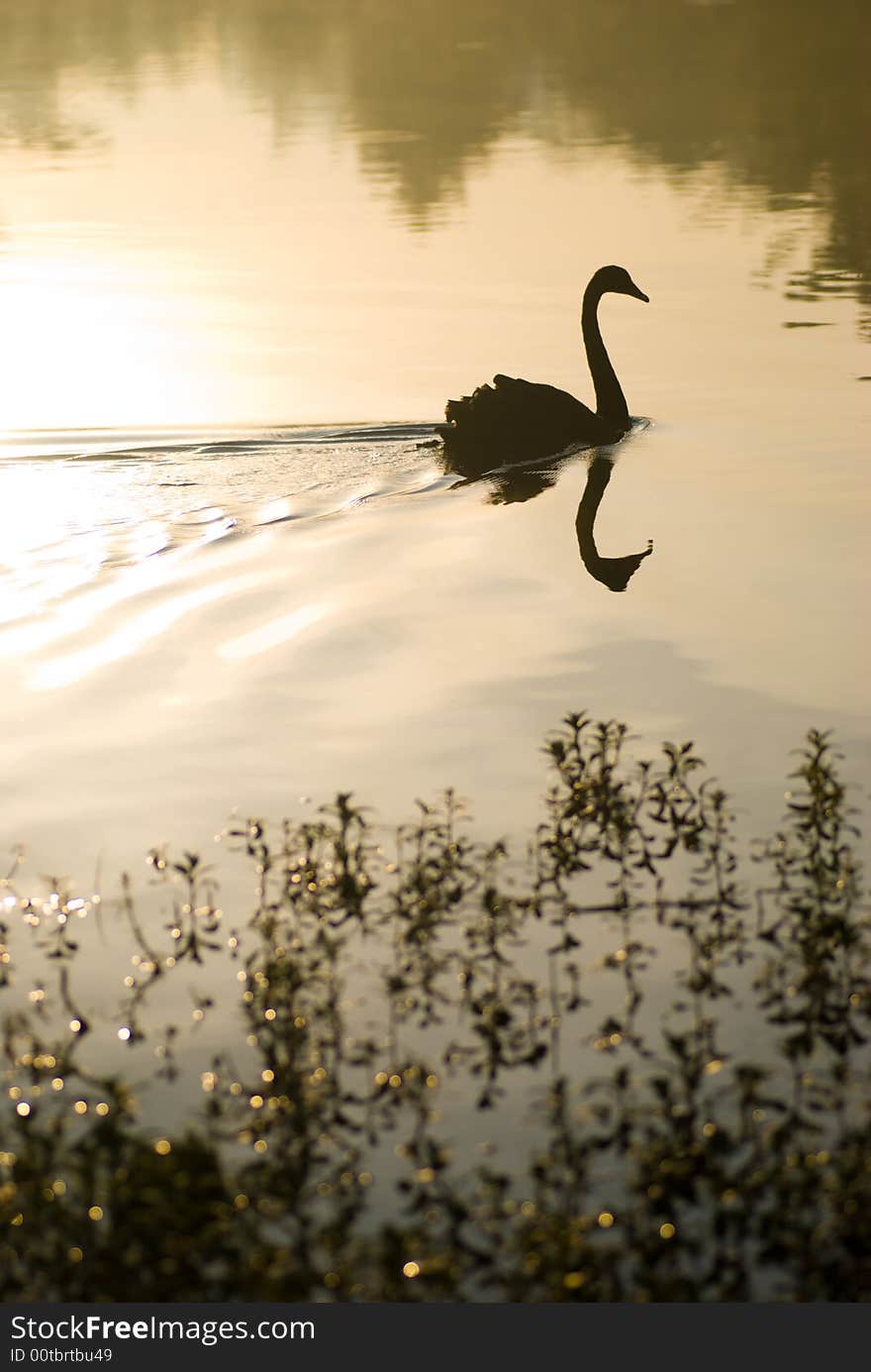 Black swan swimming on calm lake early in the morning just after sunrise. Black swan swimming on calm lake early in the morning just after sunrise