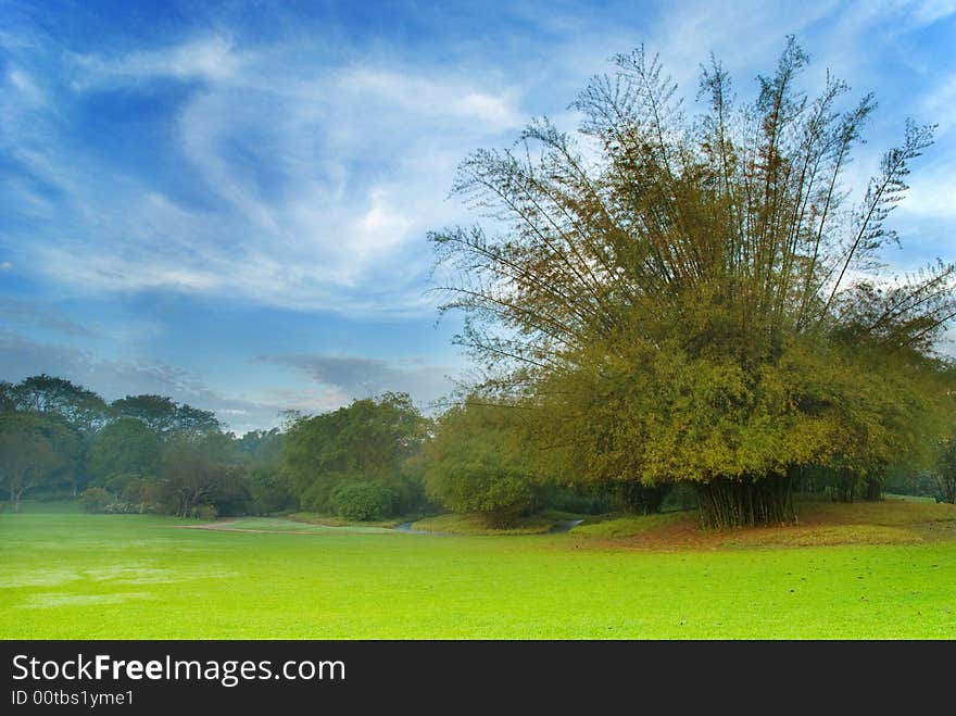 Swirling cirrus clouds filled the blue morning sky behind a tree clump in a green lawn. Swirling cirrus clouds filled the blue morning sky behind a tree clump in a green lawn.