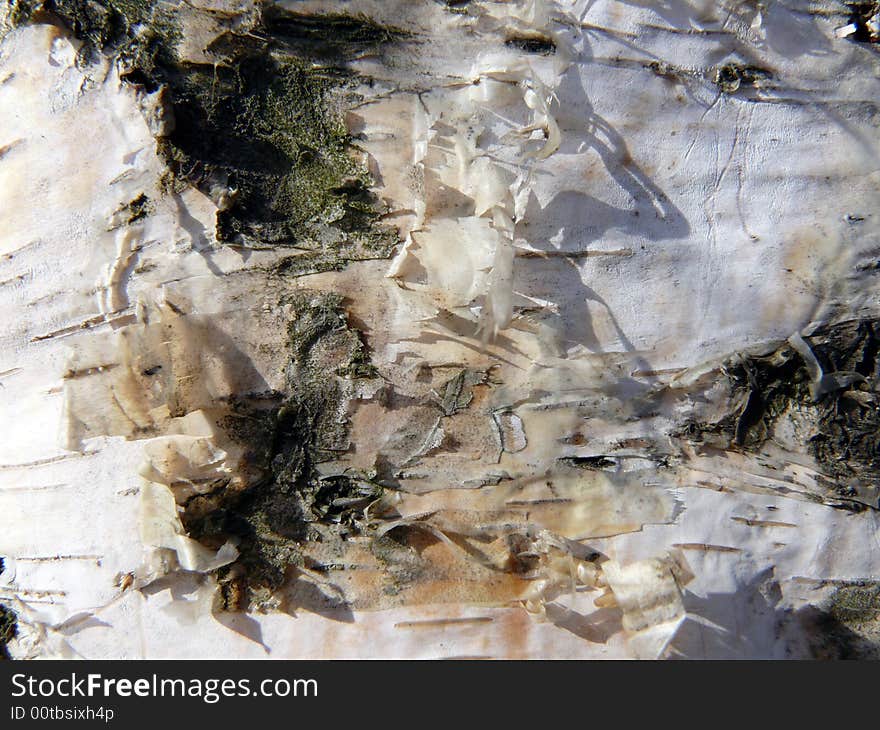 Close-up birch bark texture.