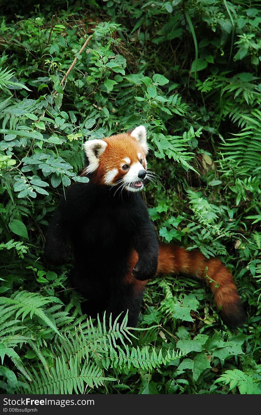 A lesser panda in Chengdu Panda Base