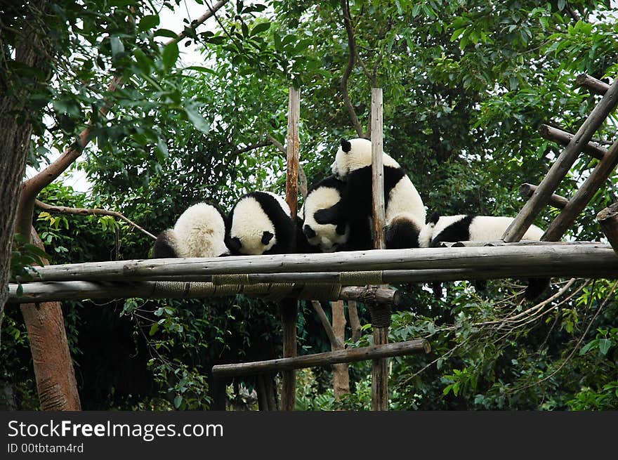 A giant panda in Chengdu Panda Base