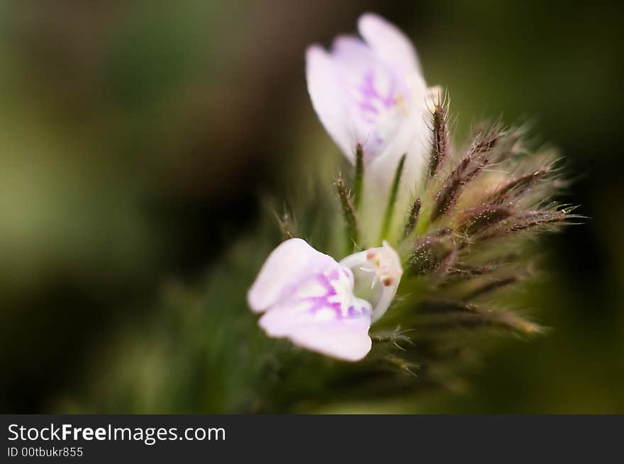 A little flower in bloom. A little flower in bloom