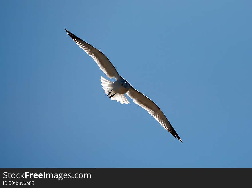 Seagull with back light on blue sky. Seagull with back light on blue sky