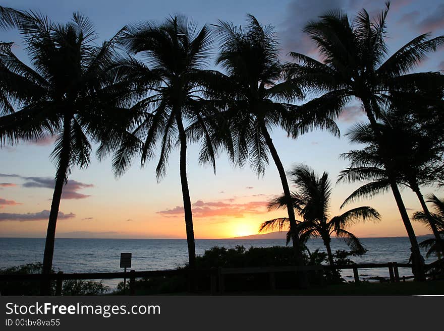 Silhouettes Of Palm Trees At Sunset