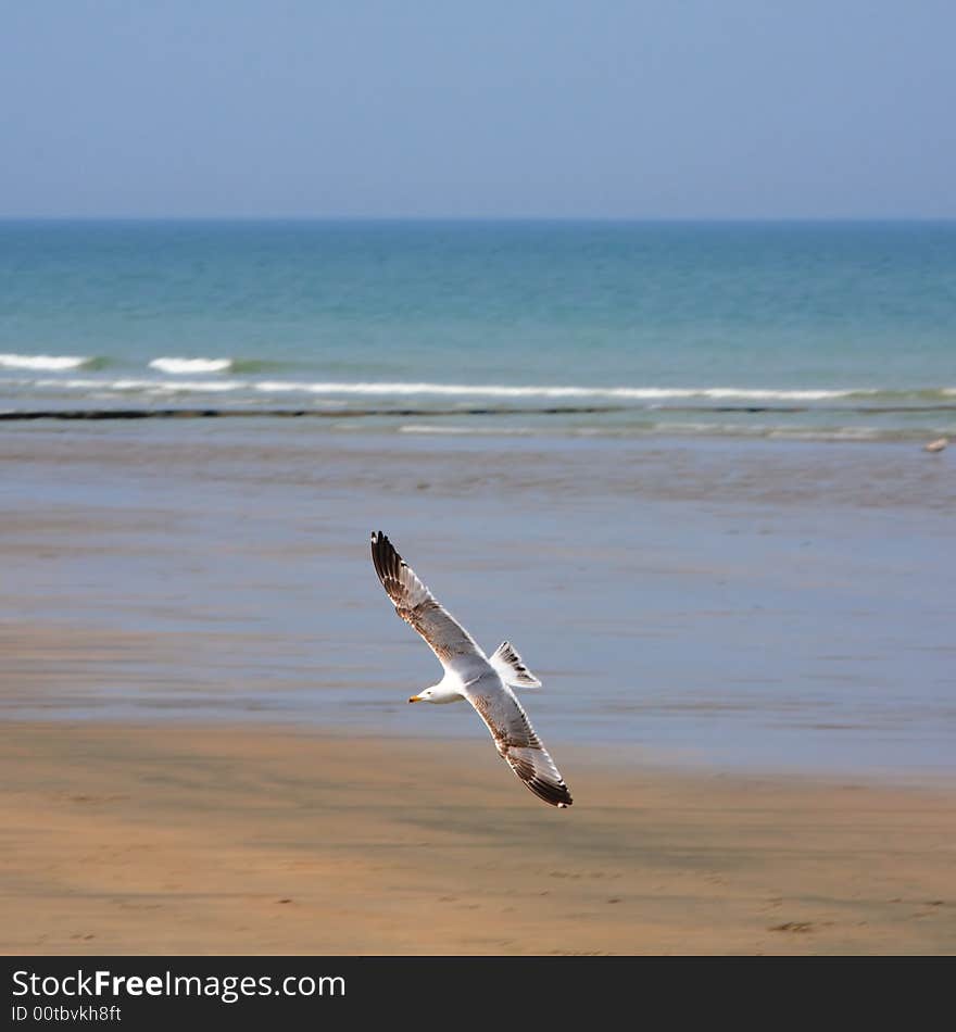 Seagull over a beach