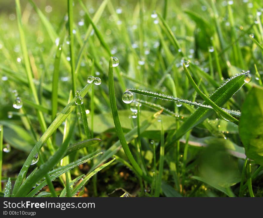 Transparent drops of dew on a green grass