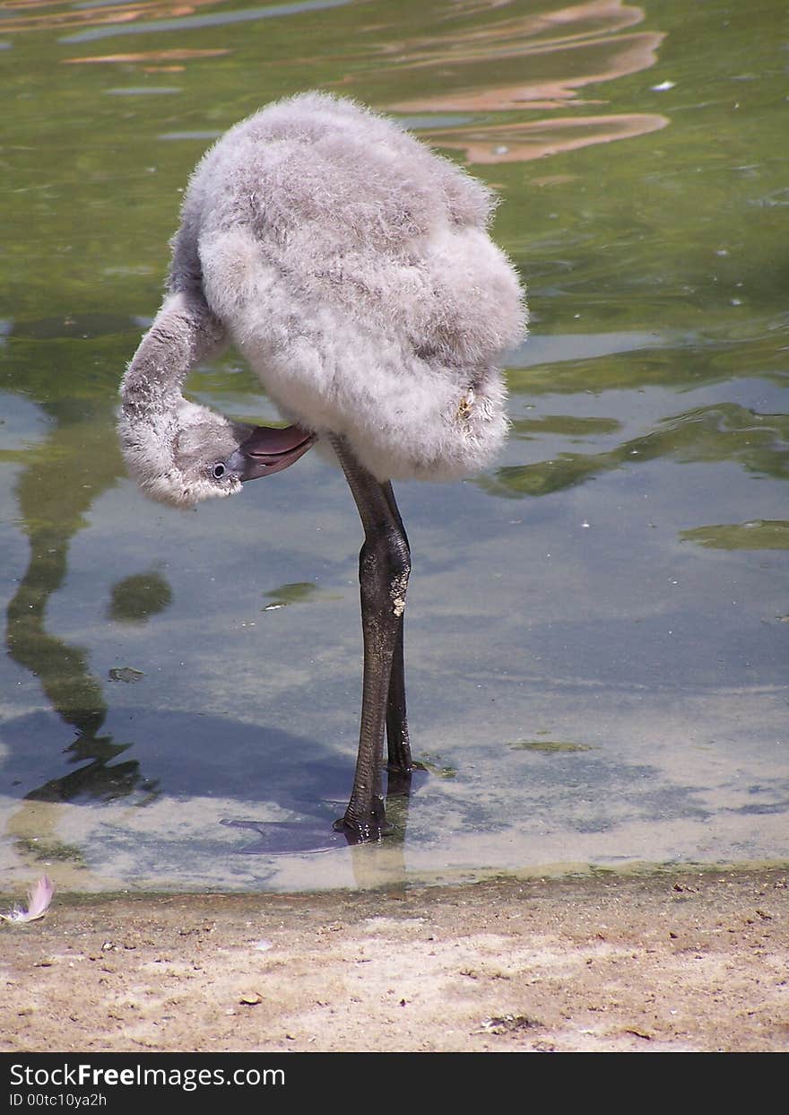 Young Pink Flamingo