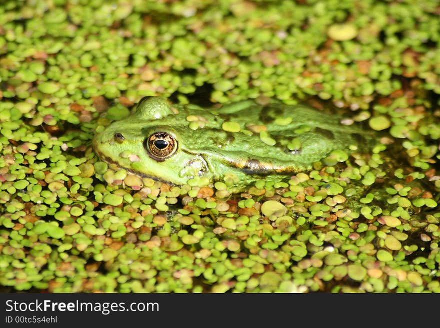 A green frog  waiting for some insects