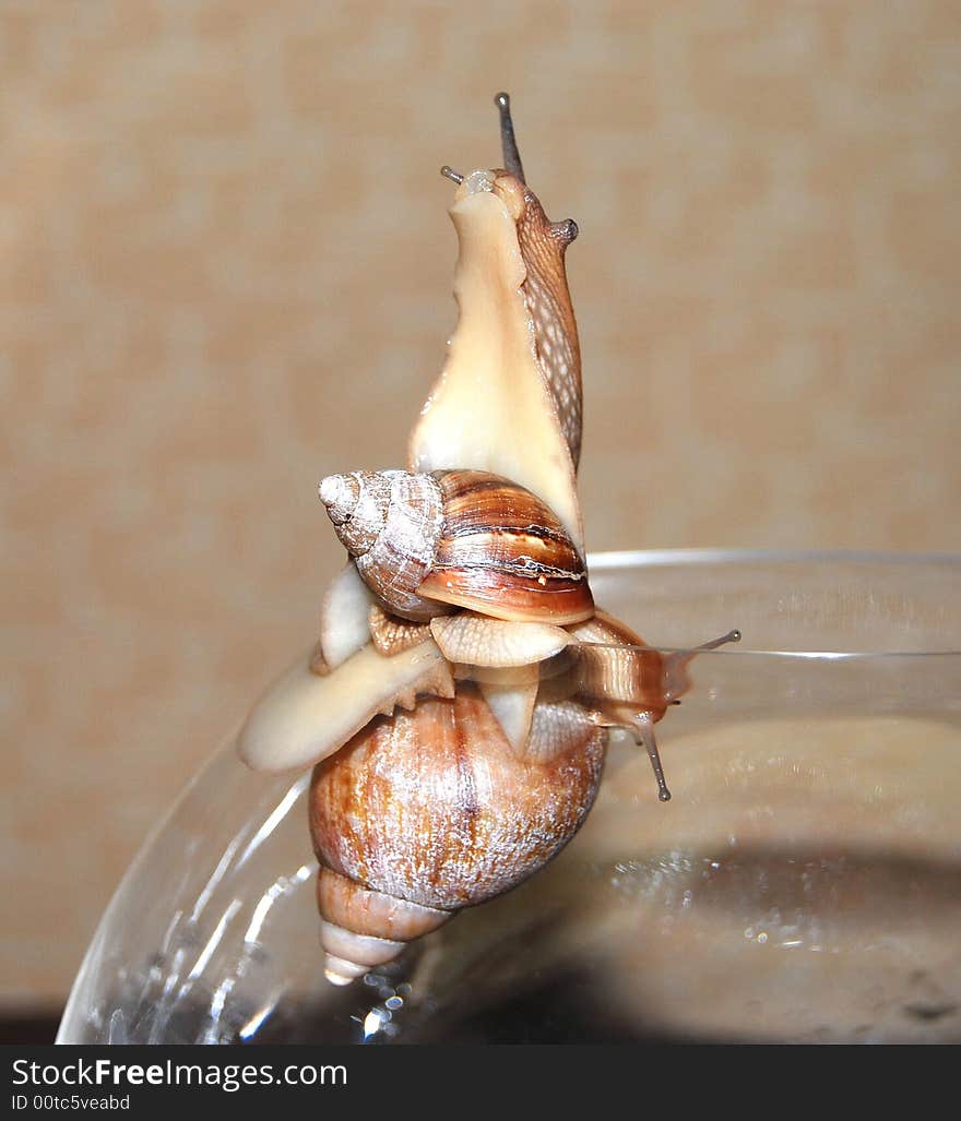 Two wet snails on the aquarium, big and small. Close up