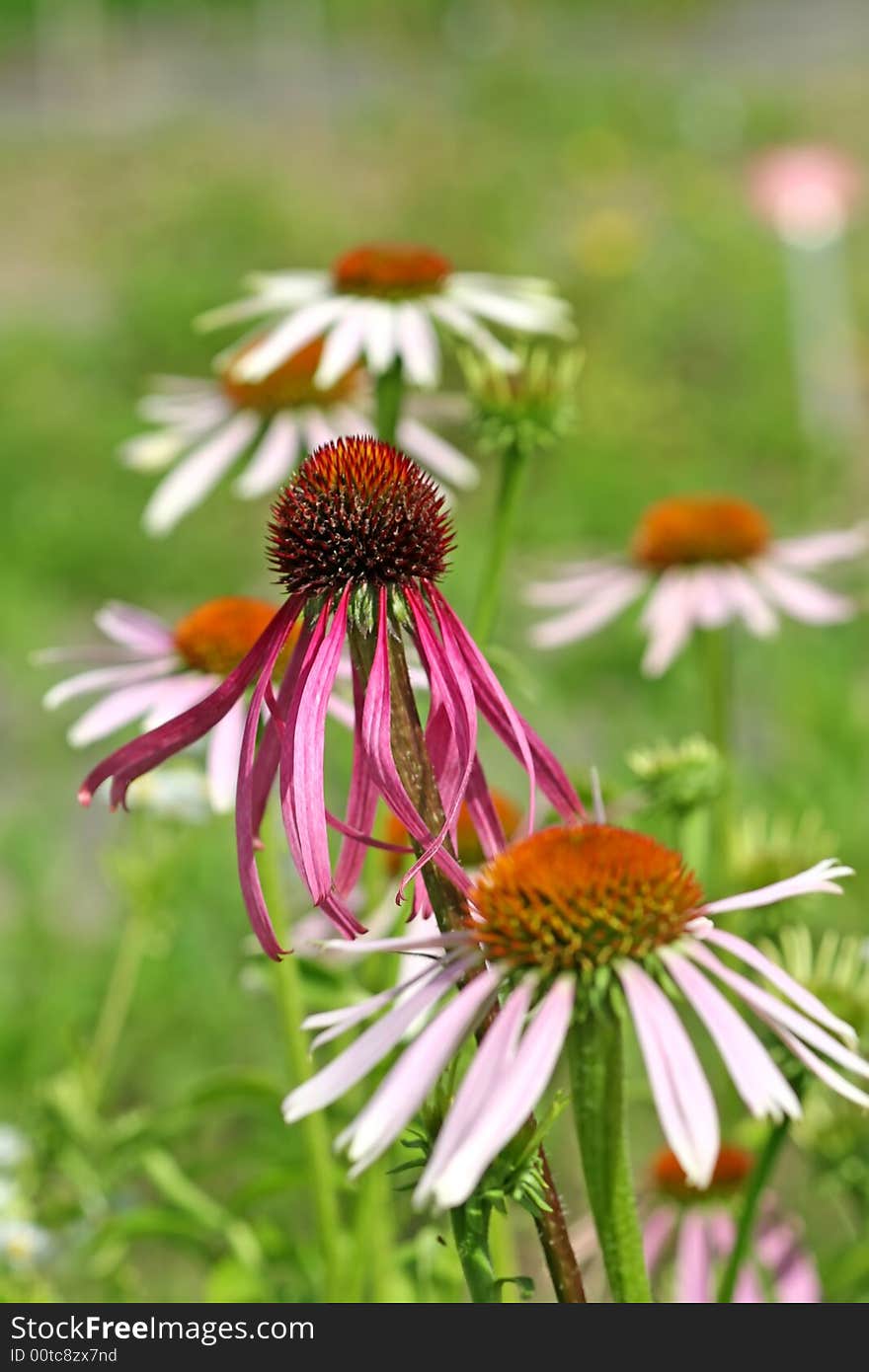 Purple coneflowers - shot in a botanical garden. Purple coneflowers - shot in a botanical garden