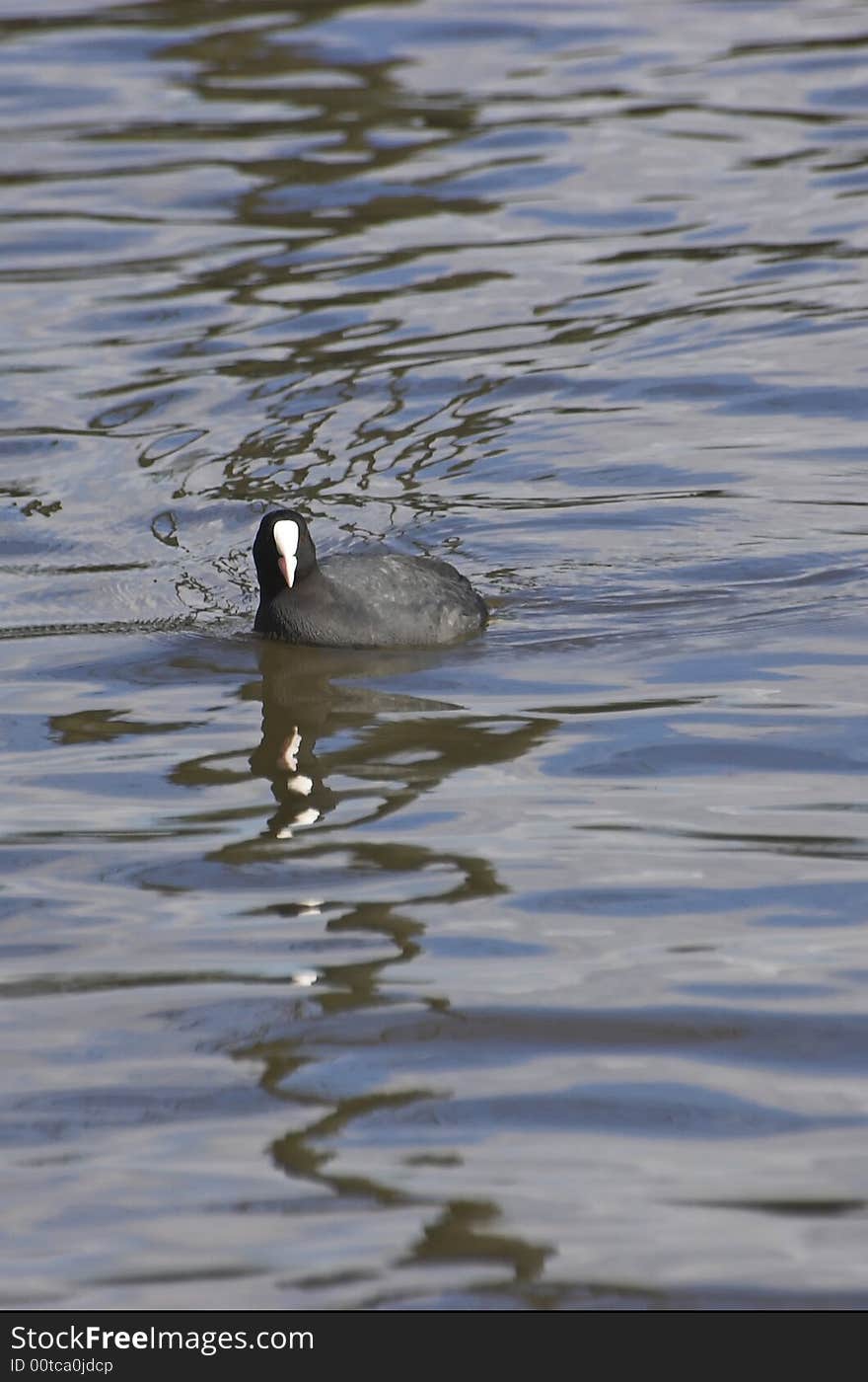 Baldicoot swimming in a canal in early spring