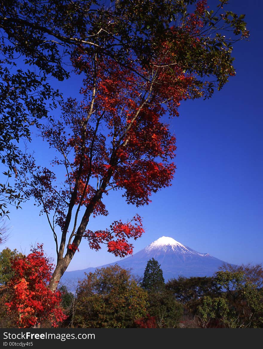 The Mt,Fuji in early autumn. The Mt,Fuji in early autumn