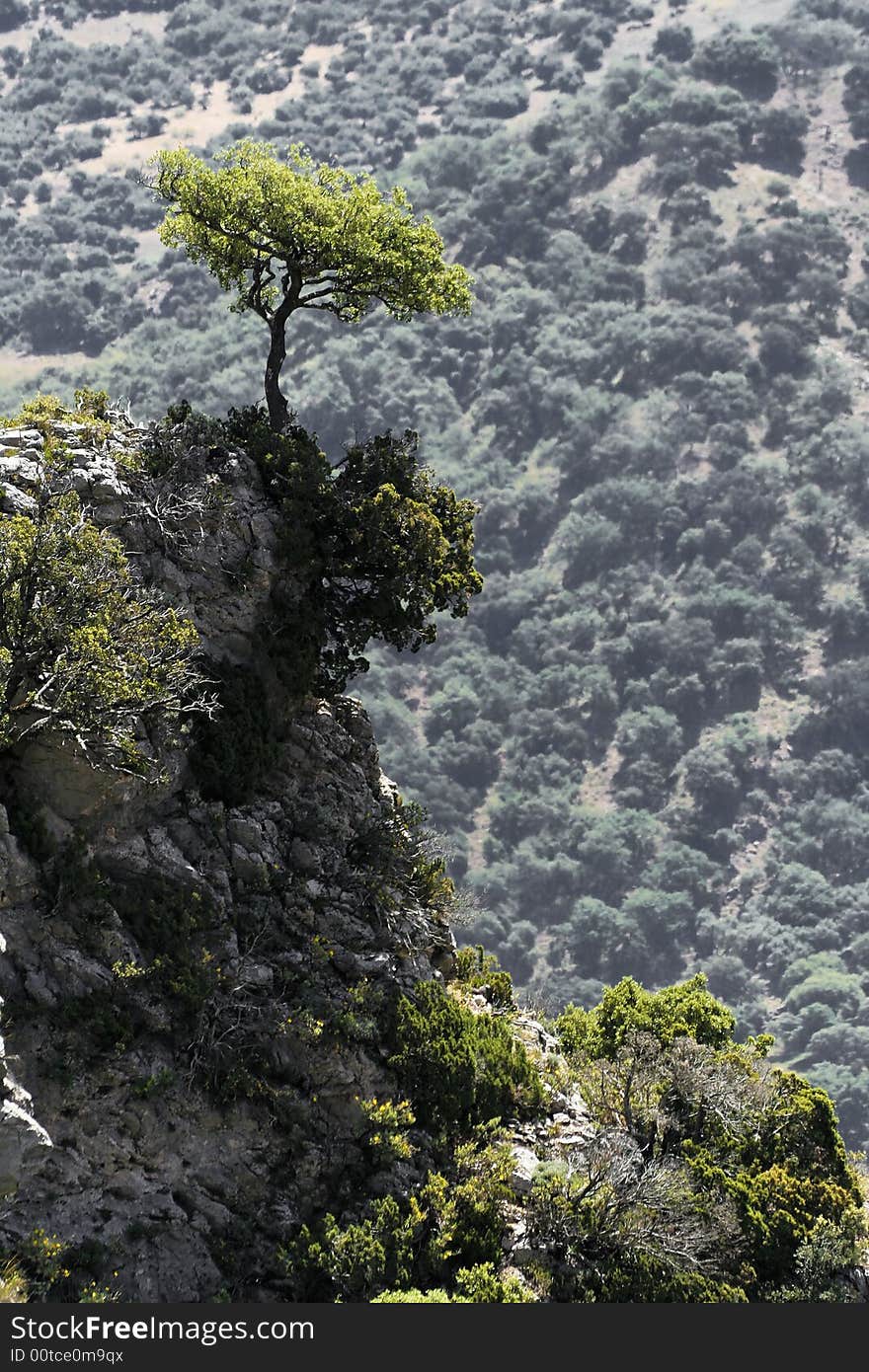 Tree at the slope in Andalusia, route white villages