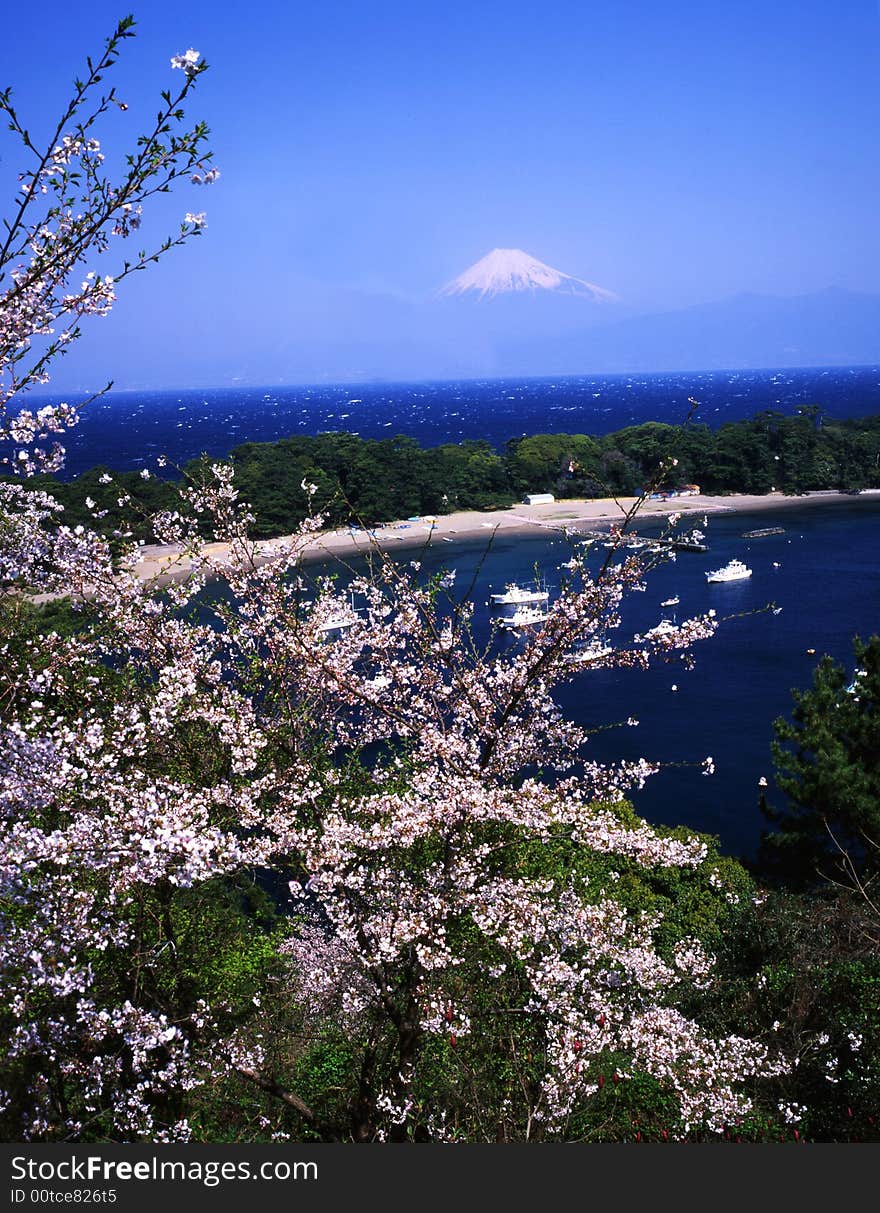 Cherry blossoms with Mount Fuji. Cherry blossoms with Mount Fuji