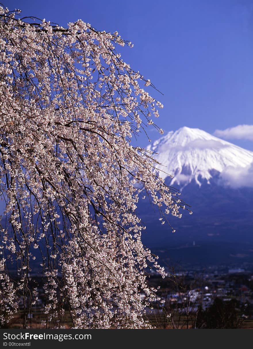 Mt fuji-371