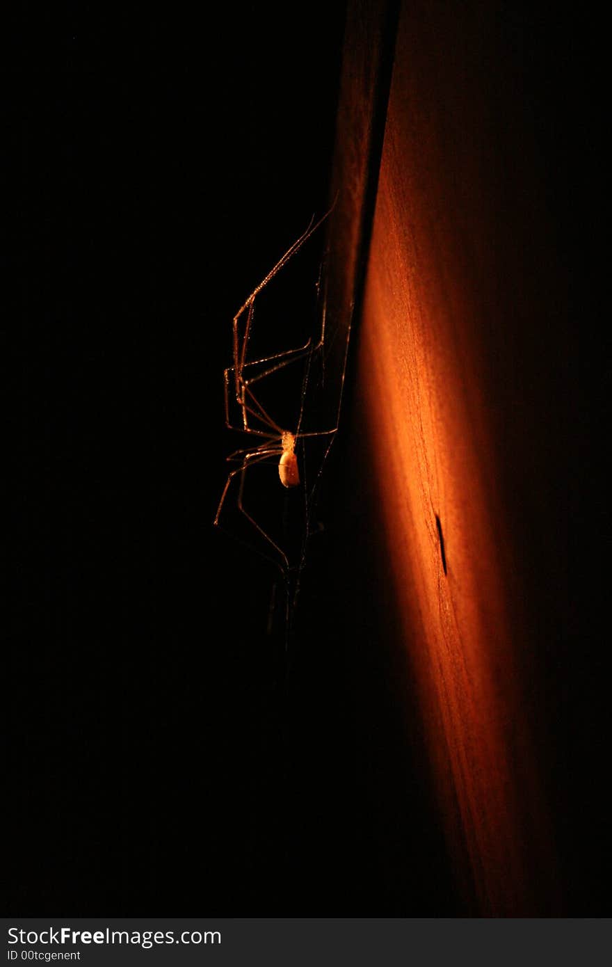 Photo of spider made in cellar