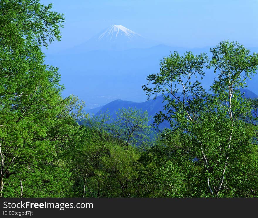 An early summertime view of Mount Fuji with a lush deciduous forest in the foreground. An early summertime view of Mount Fuji with a lush deciduous forest in the foreground