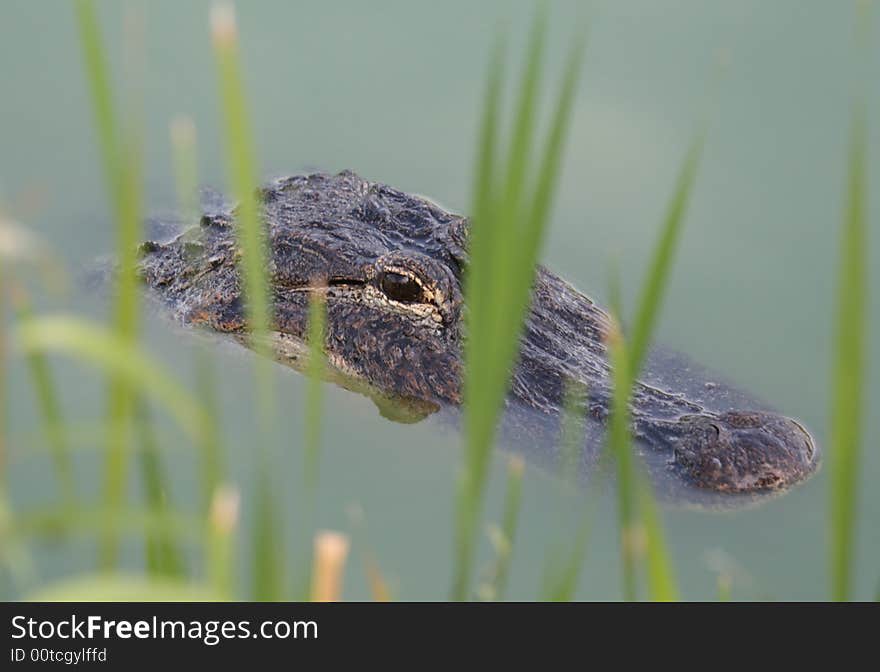 Alligator keeping an eye out on the nature surroundings. Alligator keeping an eye out on the nature surroundings