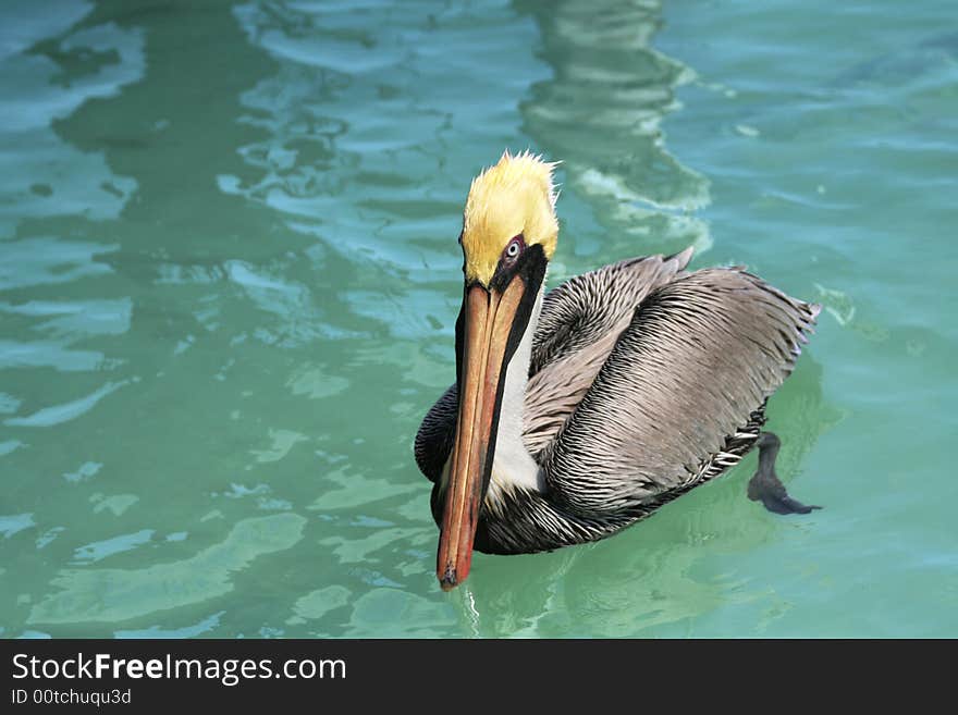 Lounging in cool water