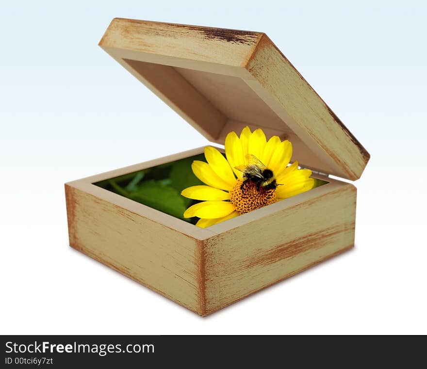 Bee onto yellow flower, hidden in wooden box. Bee onto yellow flower, hidden in wooden box