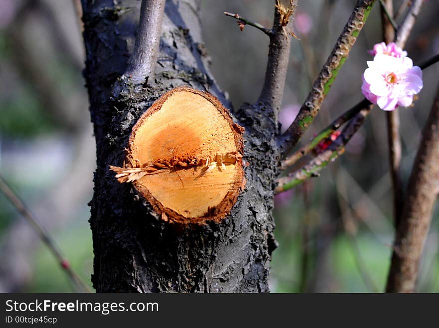 A lumbered plum tree gives a plum blossom. A lumbered plum tree gives a plum blossom.