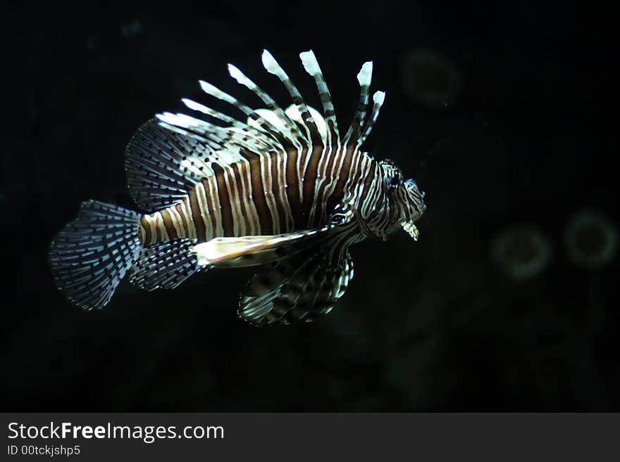 Tropical fish black and white