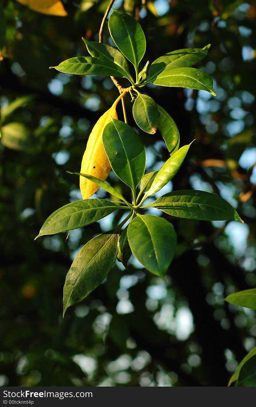 Green Leaves in Singapore Town Park
Made by D50. Green Leaves in Singapore Town Park
Made by D50