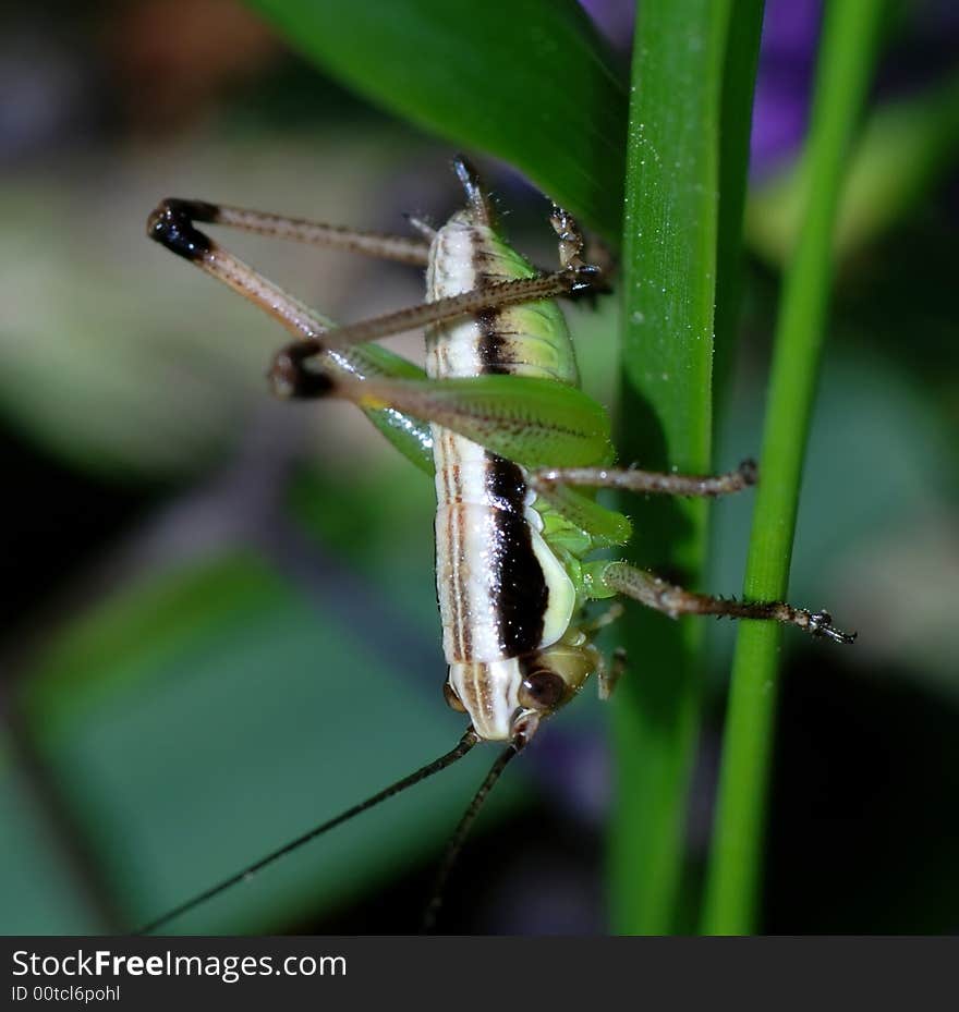 Grasshopper on plant in field