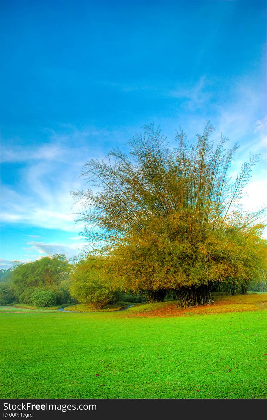 Swirling cirrus clouds filled the blue morning sky behind a tree clump in a green lawn. Swirling cirrus clouds filled the blue morning sky behind a tree clump in a green lawn.