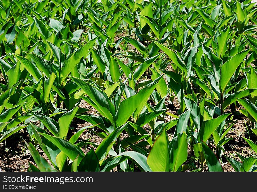 Corn field on the bright summer day