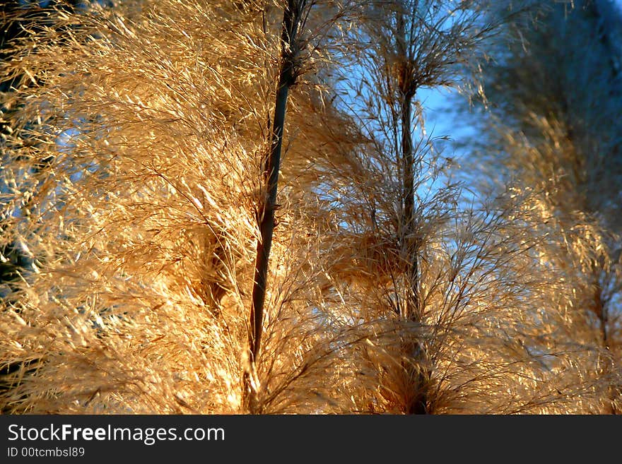 Evening sunlight glowing on wild grass. Evening sunlight glowing on wild grass