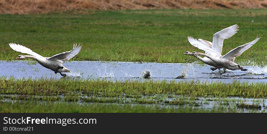 Grand Swans