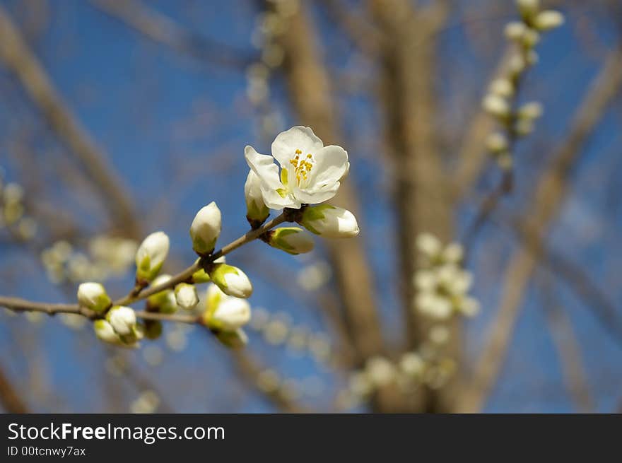 Spring is coming! Flower is bloom