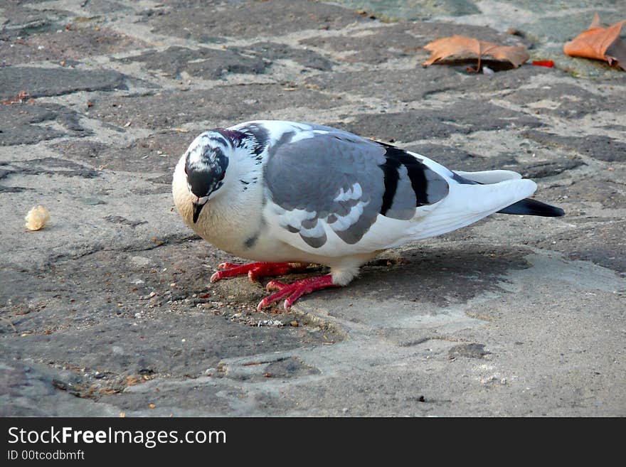 A pidgeon looking for food in the city. A pidgeon looking for food in the city