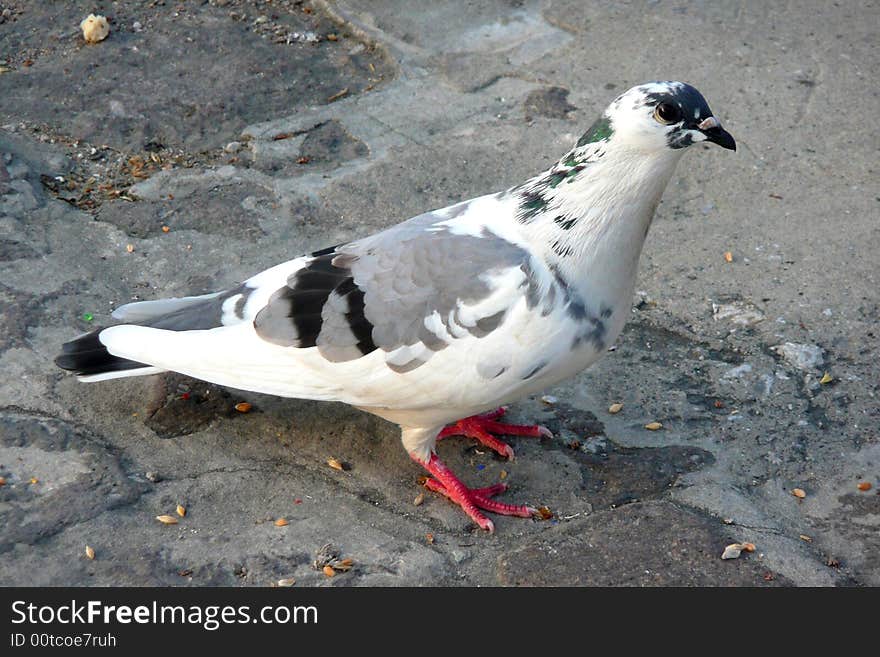 Urban pidgeon standing side on. Urban pidgeon standing side on