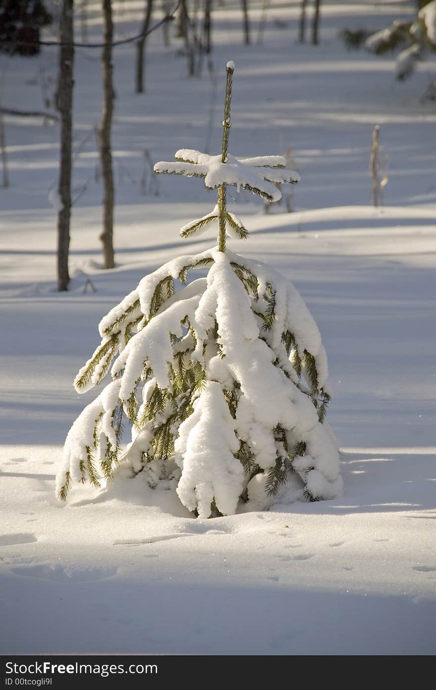 Snow winter trees.