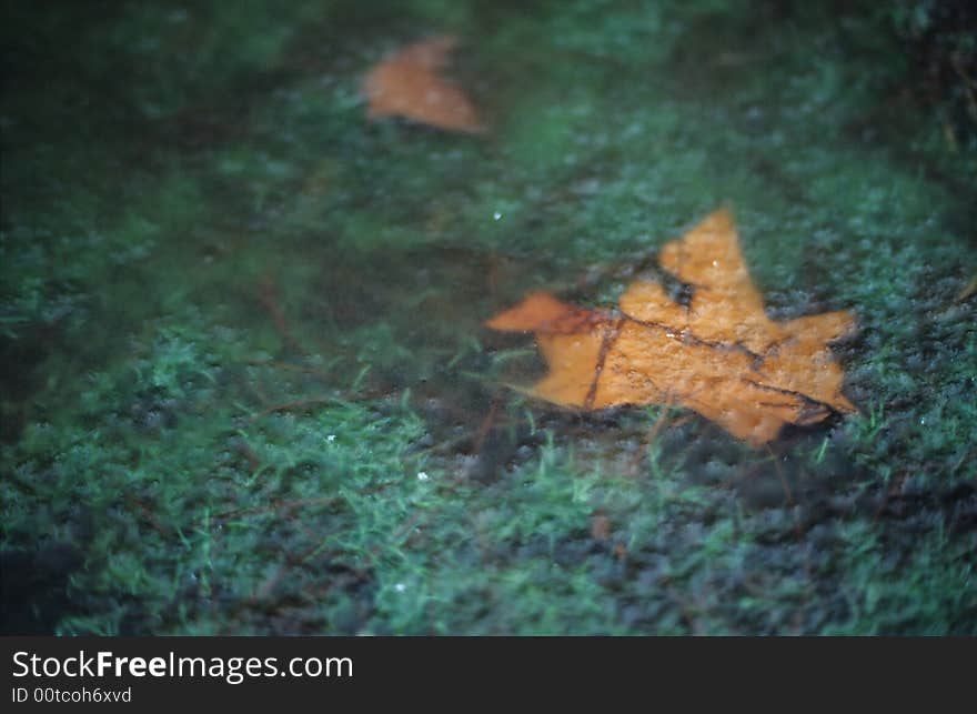 Frozen leaves