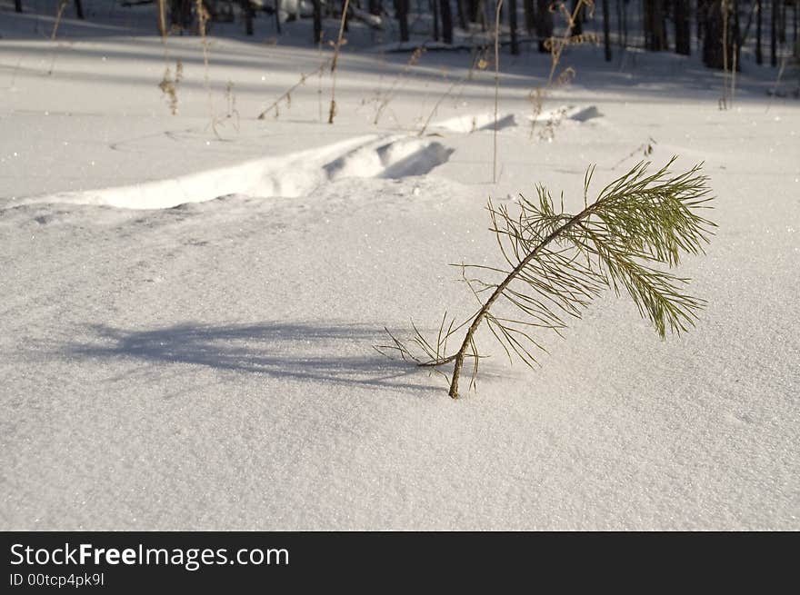 Traces of an animal on snow. Traces of an animal on snow.