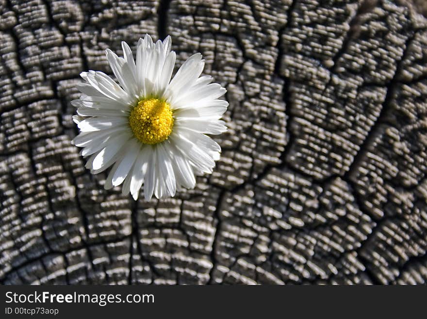 White flower on a background of an old tree. White flower on a background of an old tree.